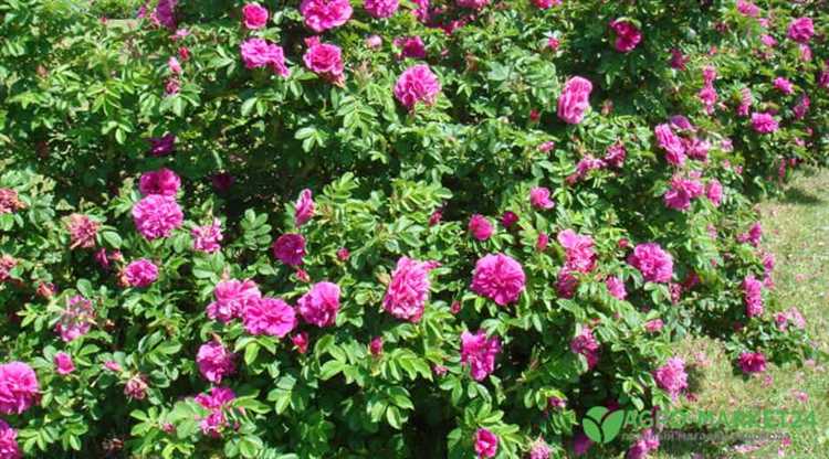 Подбор цветов для декоративных клумб на песчаной почве