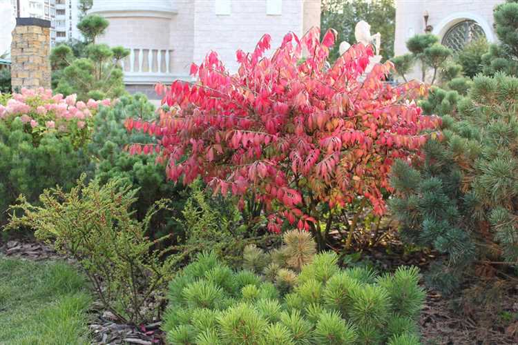 Учет сезонной декоративности листвы и цветения