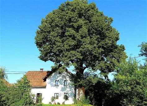 Какие документы нужны для обрезки дерева на частной территории