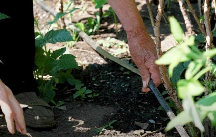 Как часто можно поливать садовые деревья весной