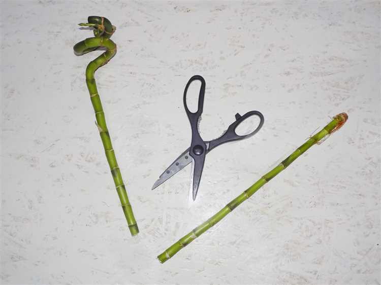 Как сделать флейту из бамбука Как сделать флейту из бамбука