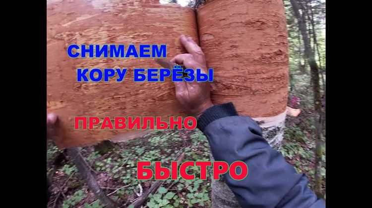 Выбор подходящей ветки: порода дерева и состояние древесины