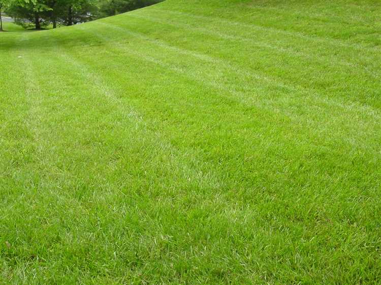 Что делать, если почва просела после укладки газона