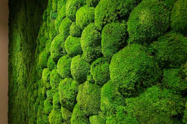 Как продлить срок службы стабилизированного мха в домашних условиях?