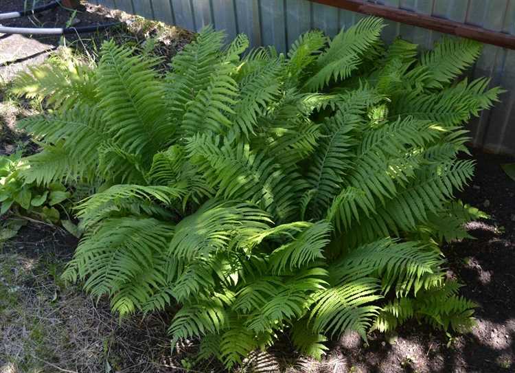 Защита папоротника от прямых солнечных лучей и перегрева