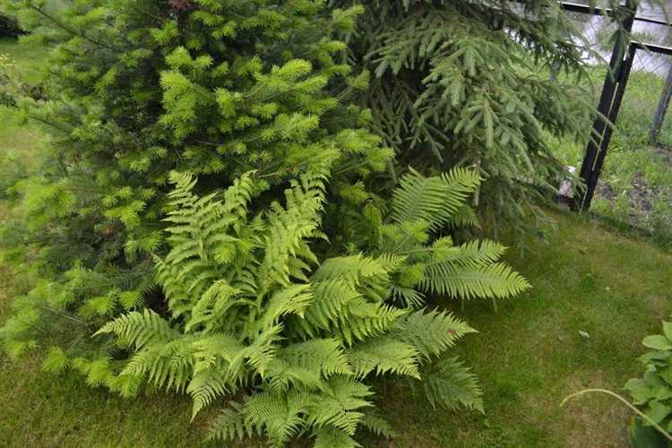 Способы борьбы с вредителями и болезнями в тёплый сезон