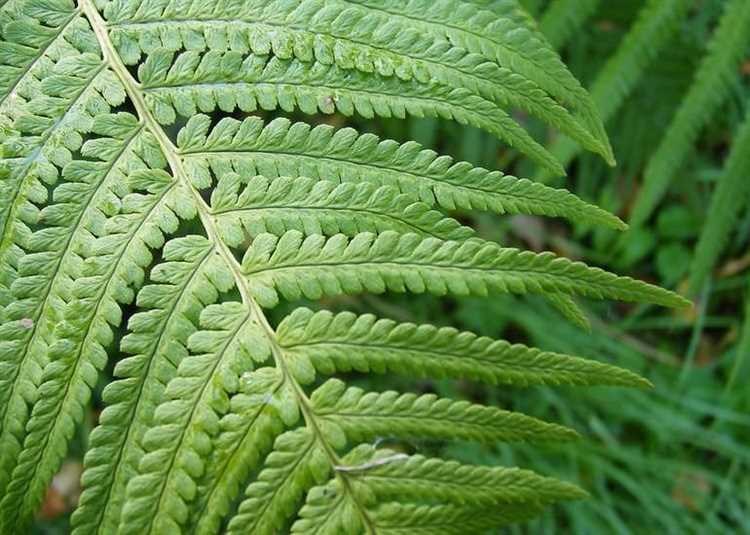 Как мульчировать почву вокруг папоротника для сохранения влаги