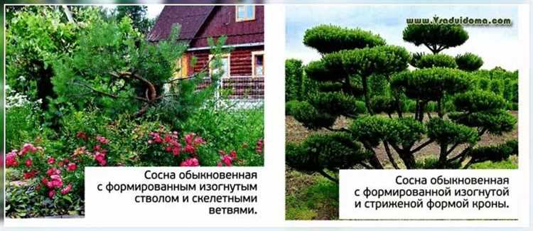 Как поливать сосны в засушливый период без вреда для корней