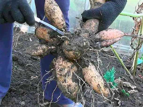 Как выявить и удалить испорченные клубни в середине зимы