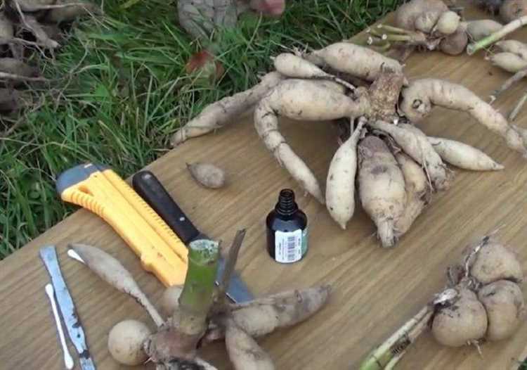 Чем обработать клубни георгинов перед закладкой на хранение