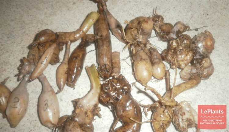 Варианты утепления клубней в условиях городской квартиры