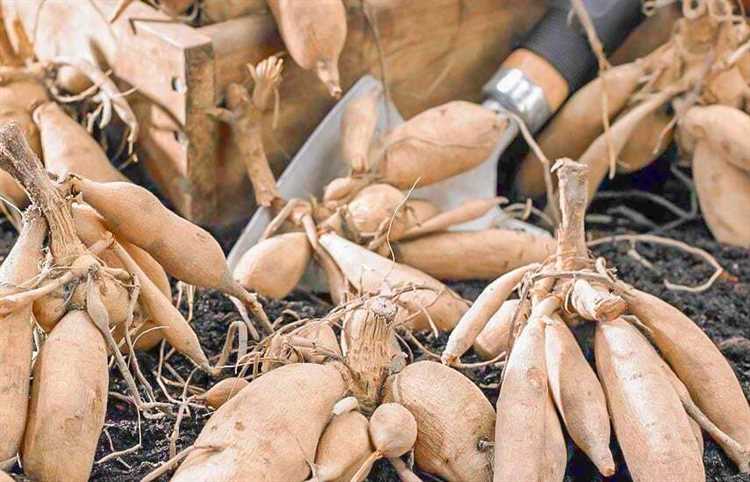 Какие контейнеры и ёмкости подойдут для хранения клубней