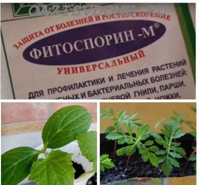 Признаки порчи разведенного фитоспорина и что с ним делать