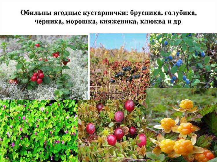 Как избежать распространенных заболеваний кустарников в тенистых зонах