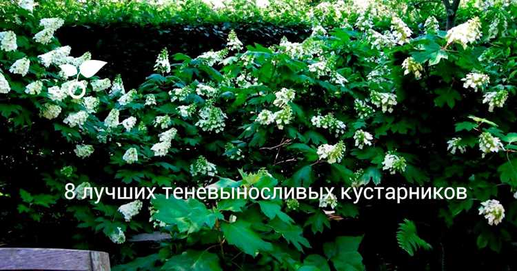 Какие кустарники растут в тени и полутени