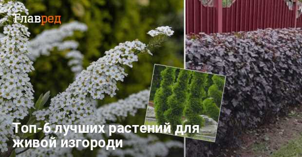 Какие кусты подходят для плотной и высокой живой изгороди