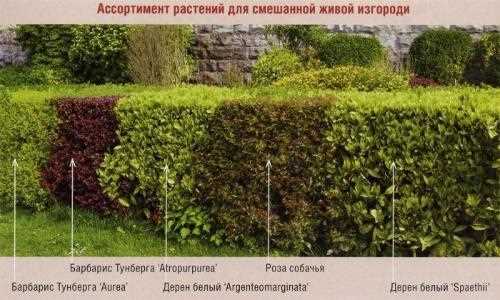 Особенности выбора кустарников для тенистых участков