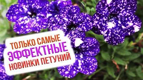 Сроки посадки однолетних цветов для непрерывного цветения