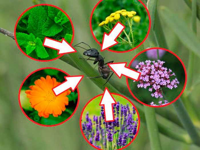 Какие растения наиболее часто используются для отпугивания муравьев