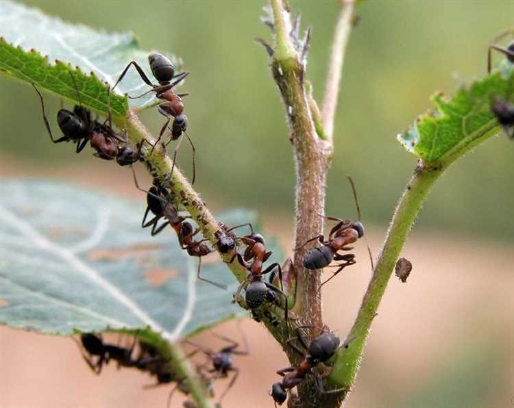 Когда и как обновлять посадки для сохранения защитного эффекта