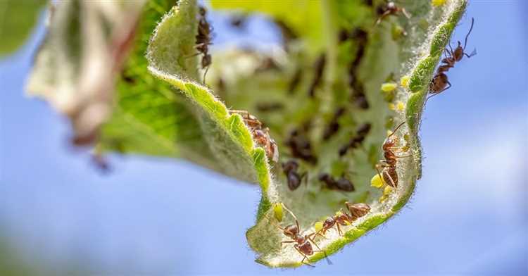 Растения с резким запахом и их влияние на муравьев