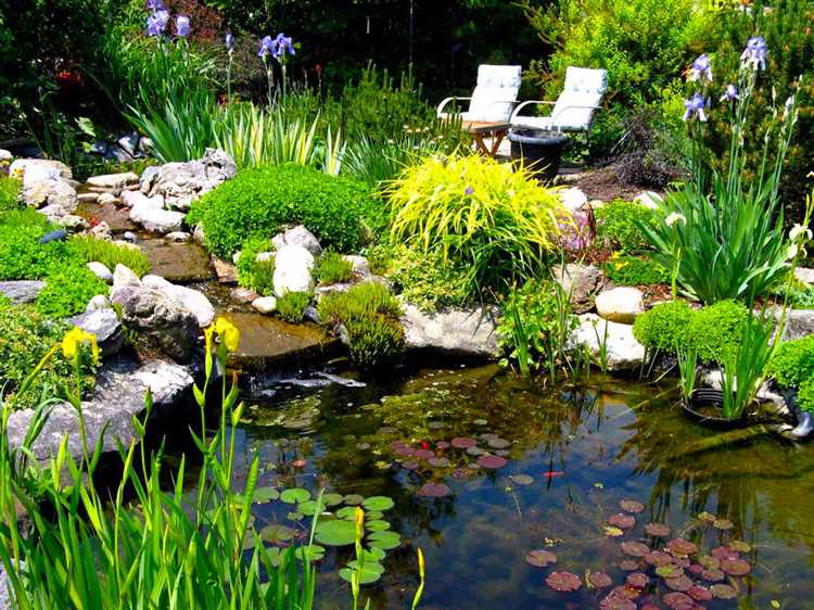 Как выбрать водные растения для разных зон пруда