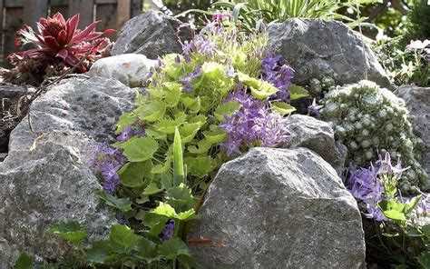 Какие почвопокровные цветы лучше всего подходят для каменистых склонов