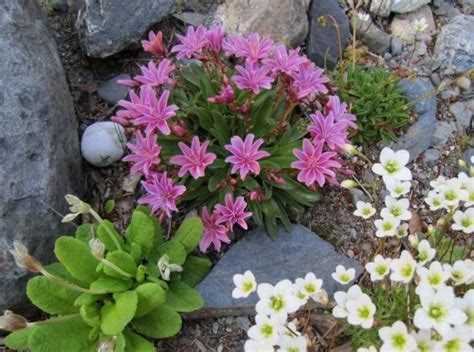 Как сочетать окраску цветов с камнями и общим ландшафтом