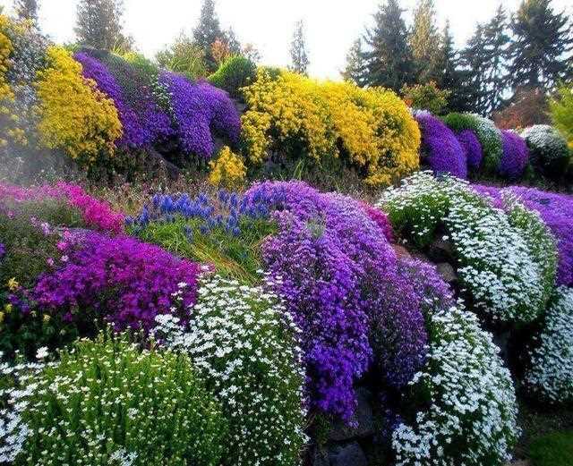 Цветы для затенённых участков сада