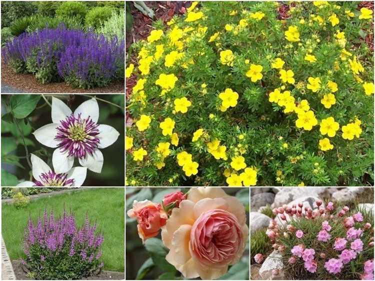 Многолетники, устойчивые к морозам и перепадам температуры