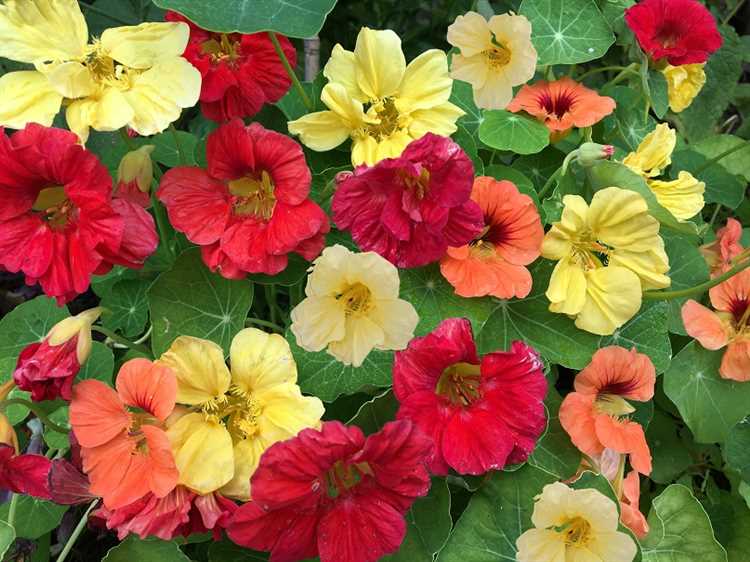 Для поддержания декоративности в тени важно регулярно мульчировать почву, чтобы сохранить влажность, и не допускать её переуплотнения. В тени растения чаще страдают от застоя влаги, поэтому необходим дренажный слой при посадке.