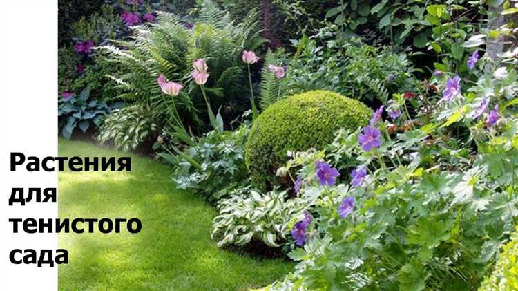 Подготовка почвы и схема посадки многолетников вдоль ограждений