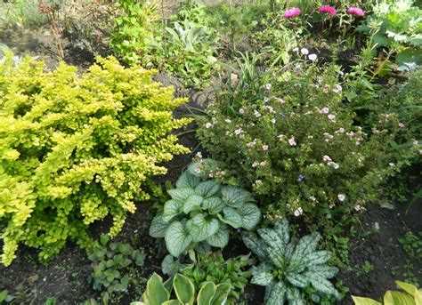 Правила ухода за цветами в условиях ограниченного солнечного света