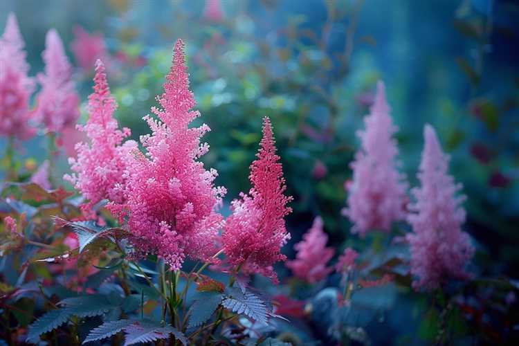 Какие почвопокровные цветы подходят для тенистых участков