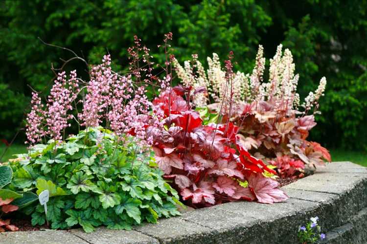 Какие цветы растут в тени на даче