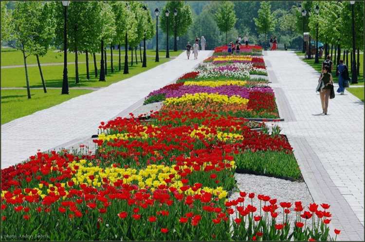 Подбор морозоустойчивых многолетников для озеленения улиц