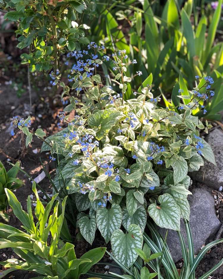 Как ухаживать за молодым декоративным деревом после посадки