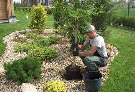 Что учитывать при посадке дерева рядом с домом или постройками