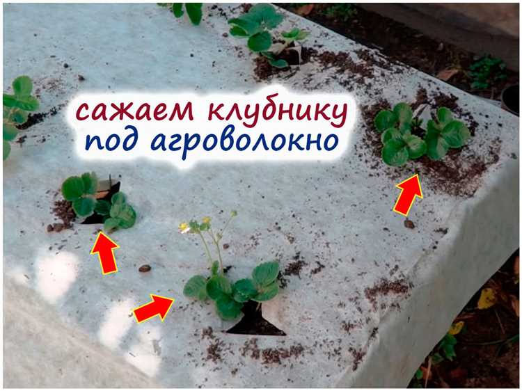 Нужно ли удалять сорняки перед укладкой геотекстиля