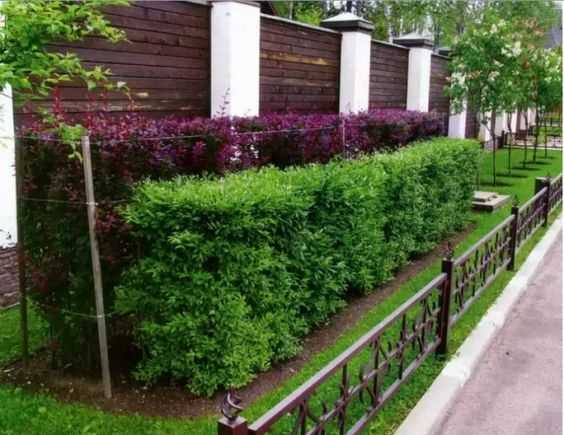 Проблемы с туями в изгороди и способы их решения