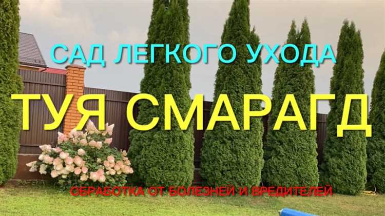 Какую тую лучше посадить для живой изгороди
