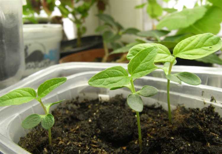 Можно ли ускорить пробуждение катальпы после зимы