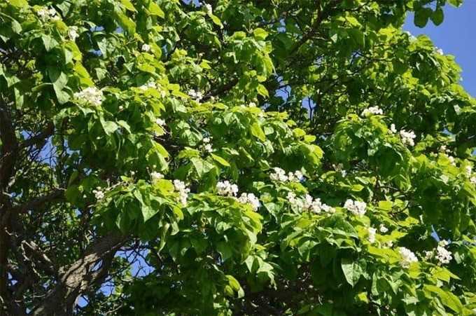 Катальпа когда появляются листья после зимы