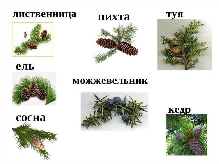 Отличия шишек кедра и кедровой сосны