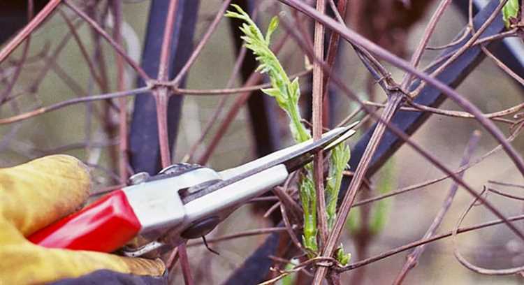 Схема обрезки клематиса после первого цветения