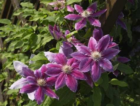 Какие ветви клематиса второй группы подлежат удалению