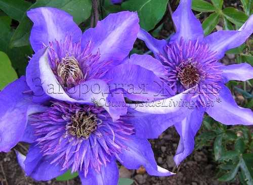 Как обрезка влияет на повторное цветение