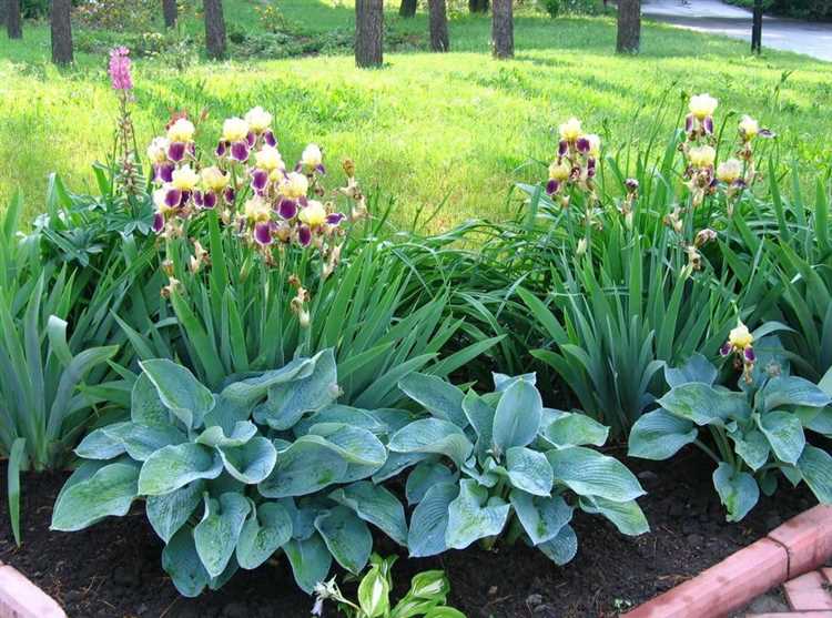 Создание декоративных композиций из хост разной высоты и цвета