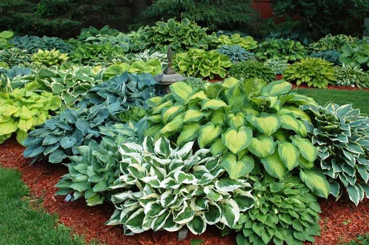 Комбинирование хост с другими растениями в клумбе