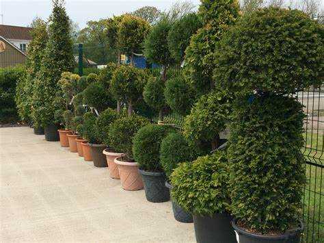 Чем опасна пересадка хвойных в жаркий сезон